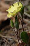 Carolina frostweed